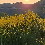 Mimosa Шале *