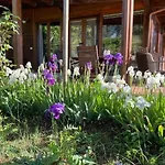 Mimosa イトリ
