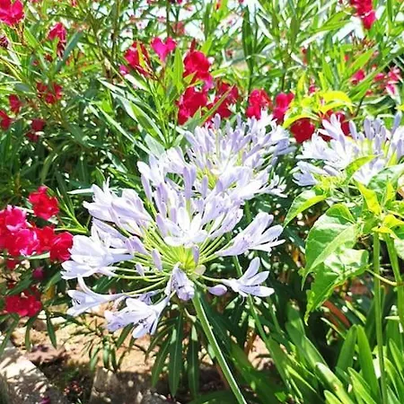 Mimosa Itri