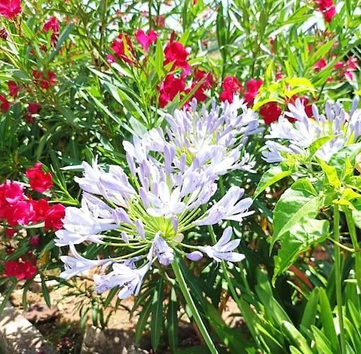 Mimosa Itri