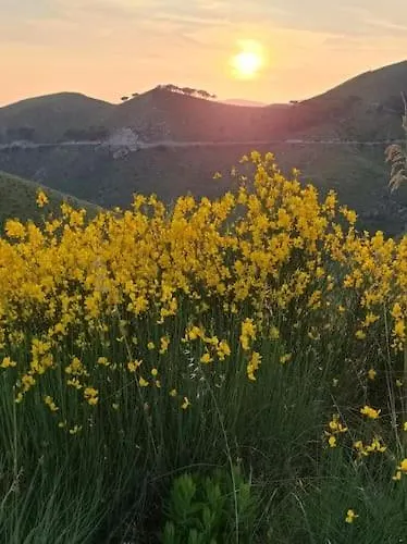 Mimosa Dağ evi *